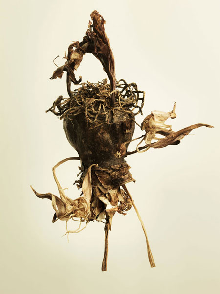 Joan Easton Photography Series - Bulb & Root Systems: Amaryllis