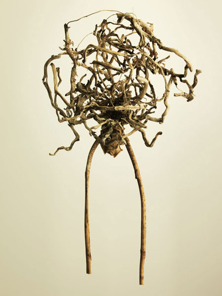 Joan Easton Photography Series - Bulb & Root Systems: Orchid