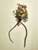 Joan Easton Photography Series - Bulb & Root Systems: Orchid