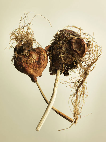 Joan Easton Photography Series - Bulb & Root Systems: Tulip