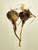 Joan Easton Photography Series - Bulb & Root Systems: Tulip