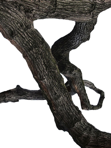 Joan Easton Photography Series - Central Park Trees : West Side